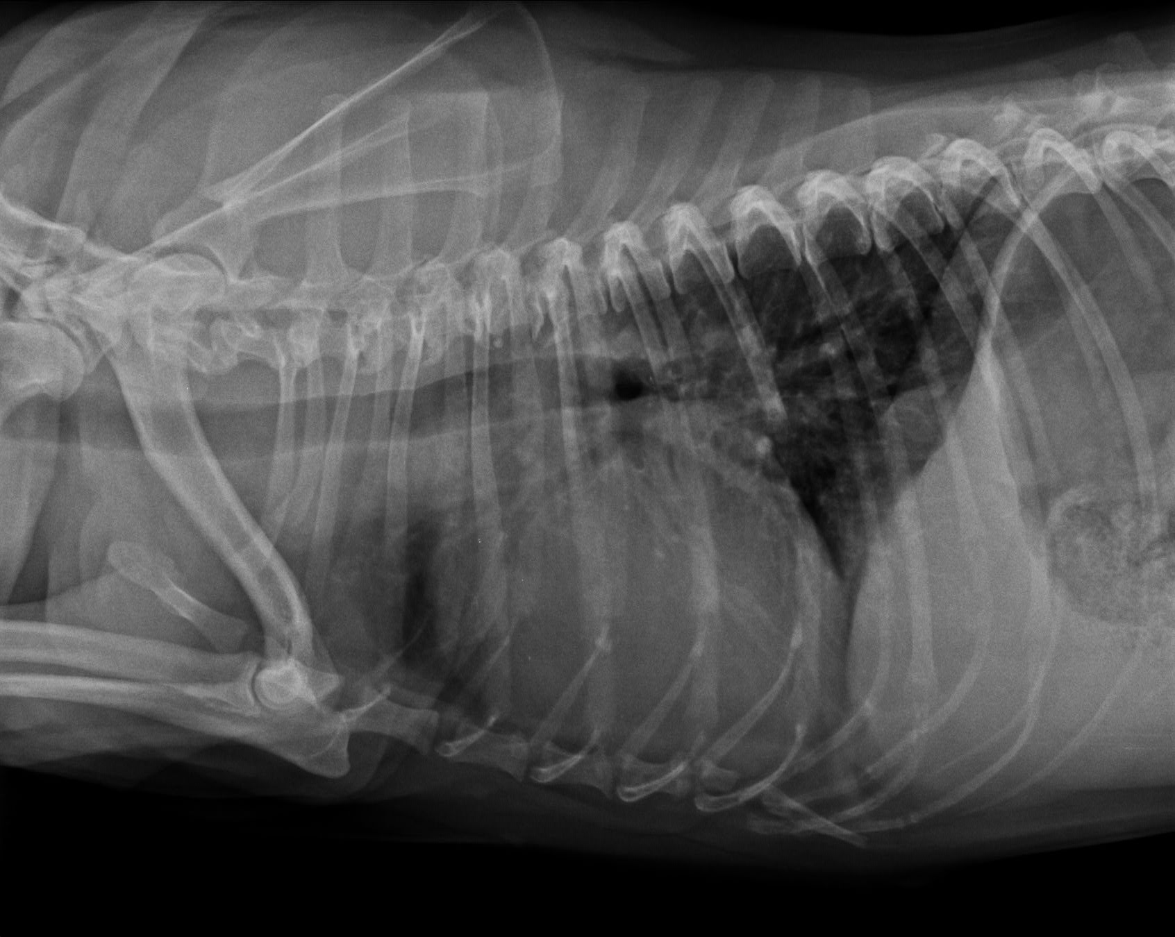 radiographie cardiaque, clinique vétérinaire du colombier, louhans saone et loire