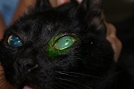 oeil chat, clinique vétérinaire du colombier, louhans, saone et loire